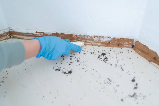 Best Wasp Removal Services  in Southside, AL